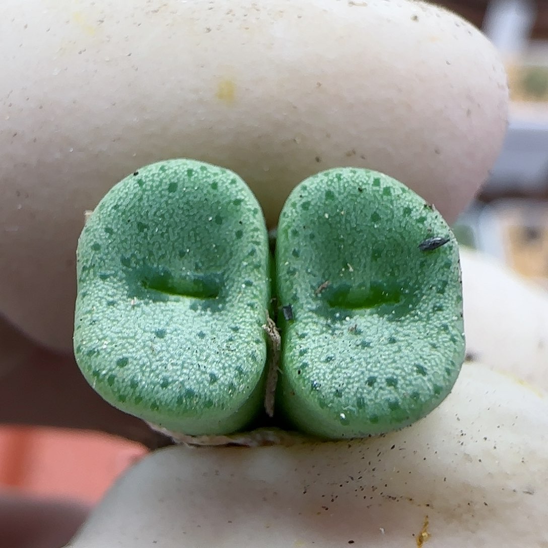 407金币杂交福利