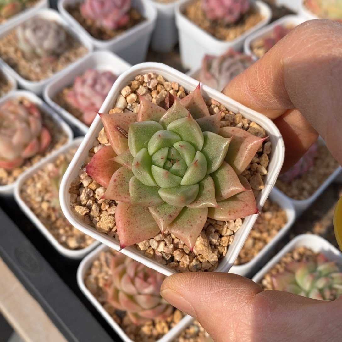 精品多肉一物一拍不包整100