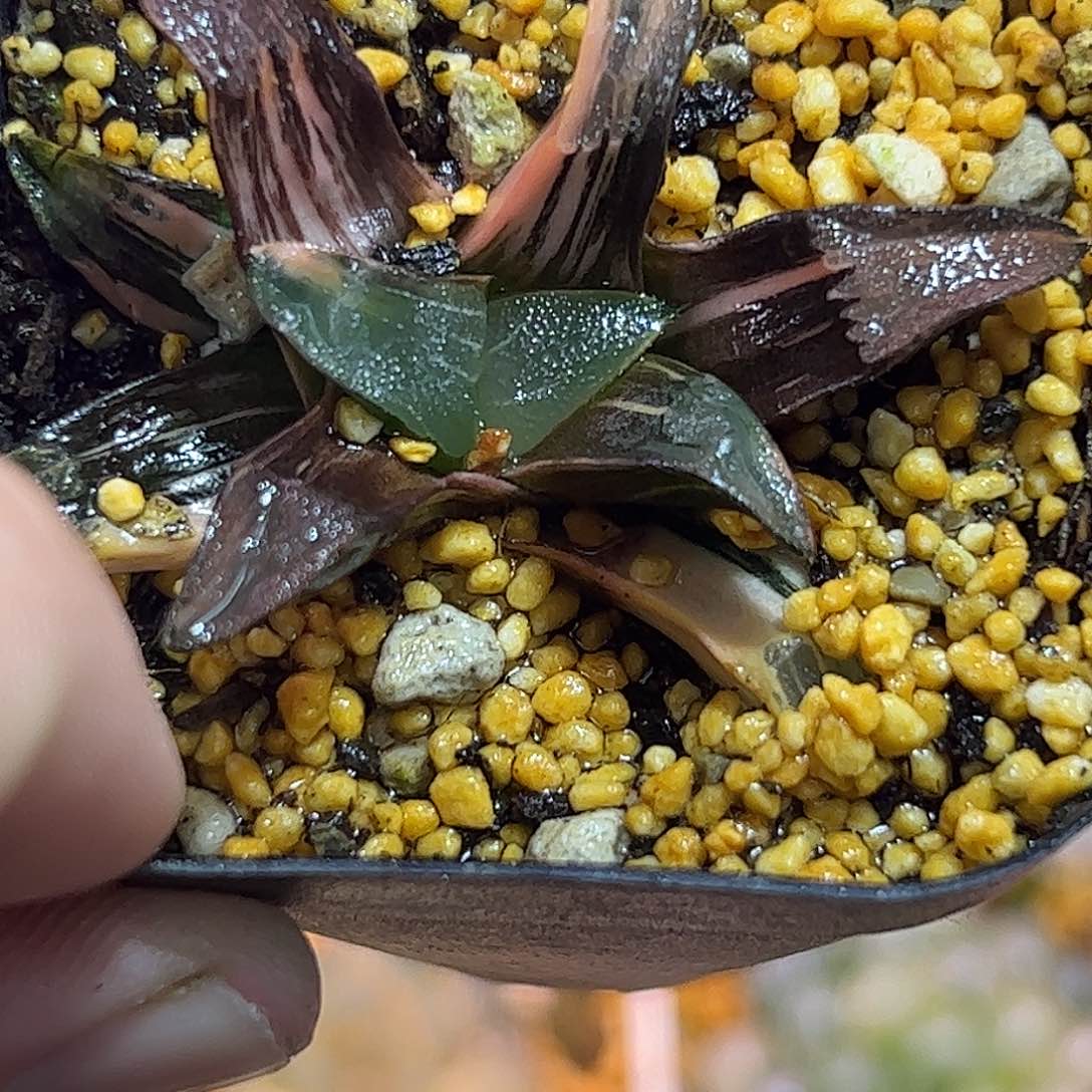 丘比特锦十二卷多肉植物