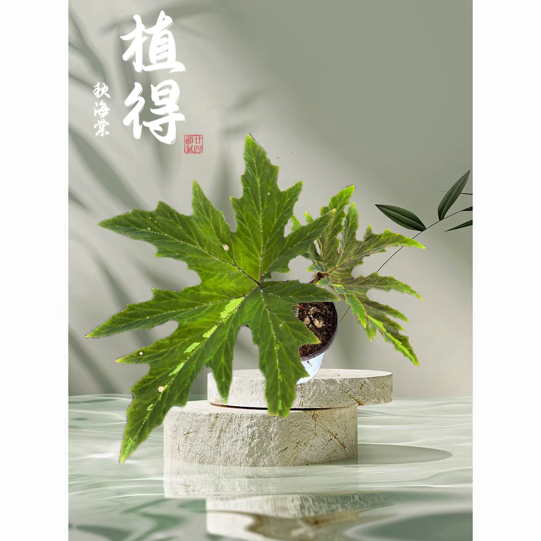 【秋海棠竹节类这这这！】苗情普遍较小，介意勿拍