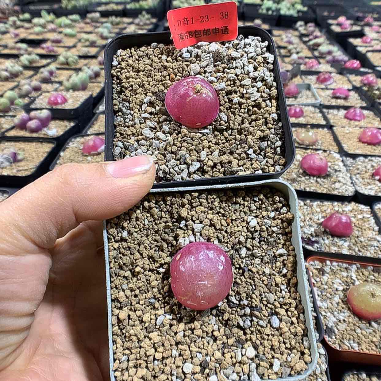 【闪购商品】1-23-38 瑕疵灯泡2颗特20