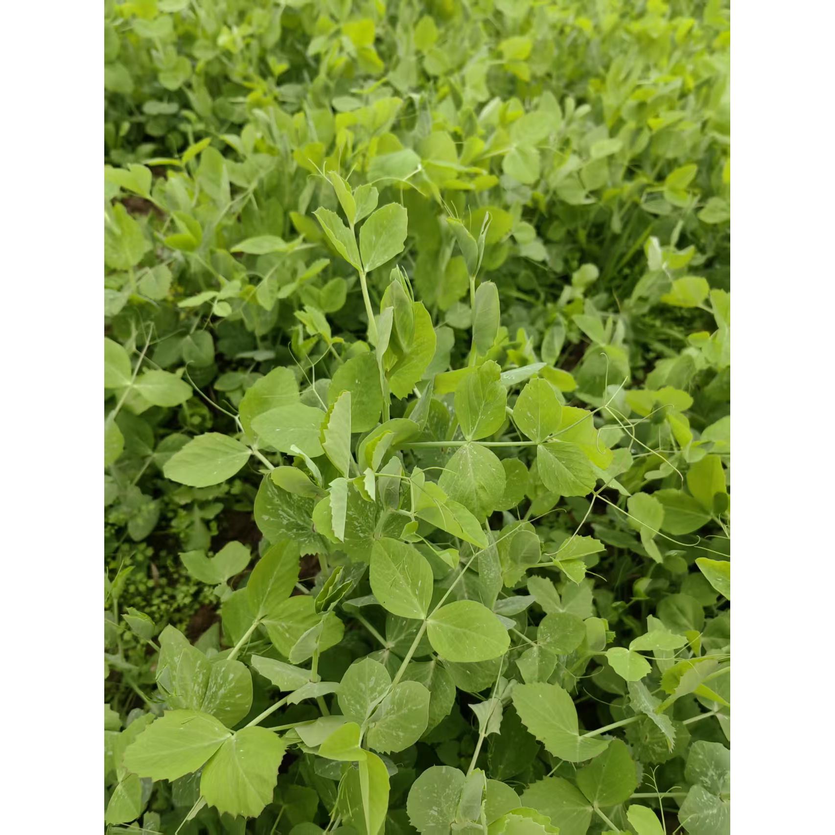 新鲜采摘霜冻豌豆尖现摘现发