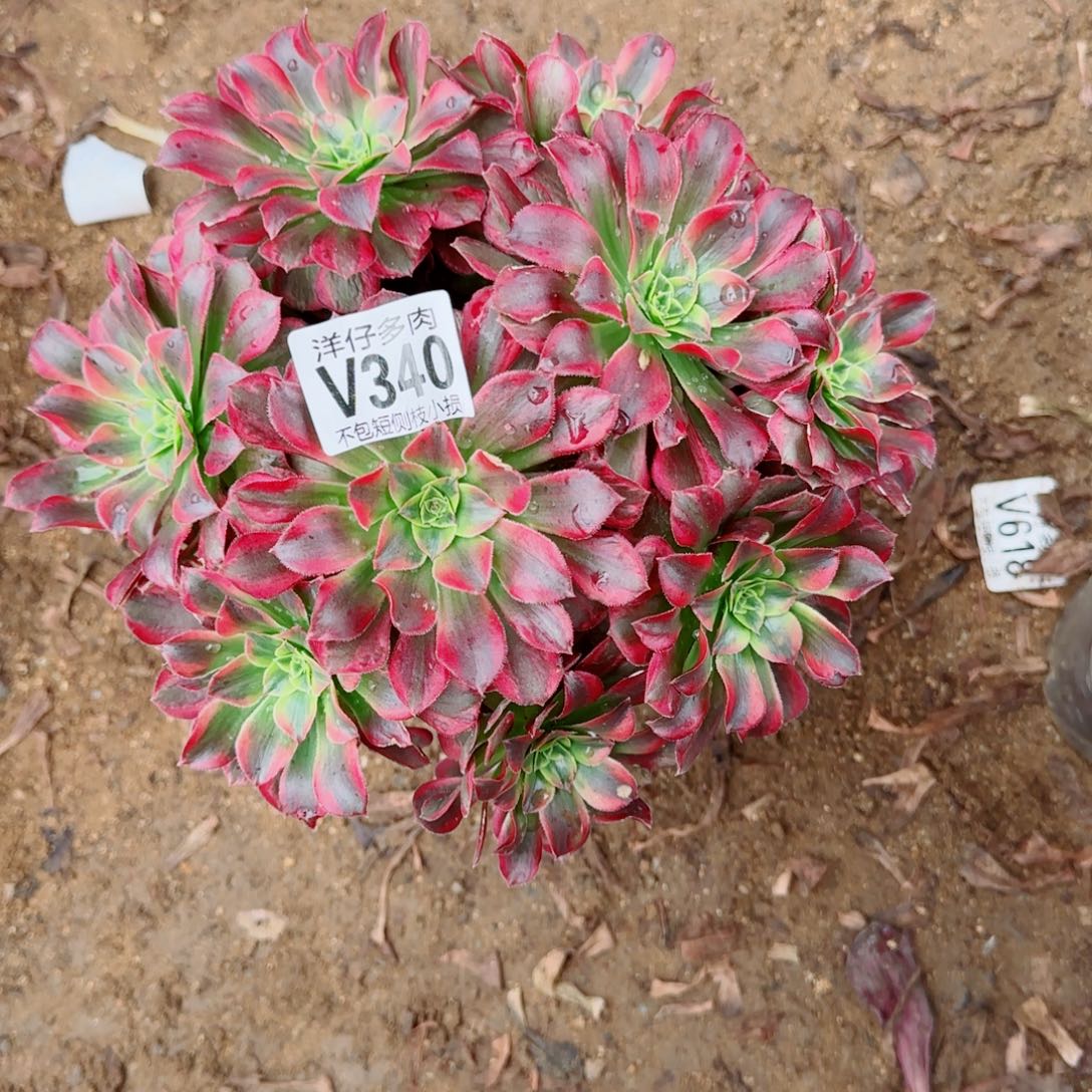 安娜发师340冠幅22