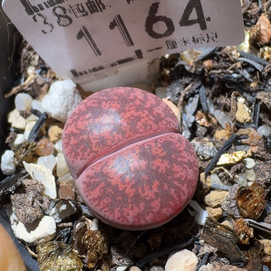 Sss便宜了便宜了1164