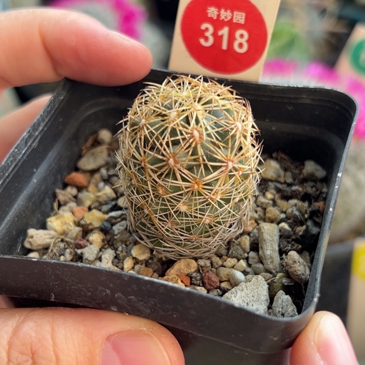 实生密码狮子奋迅一棵仙人球