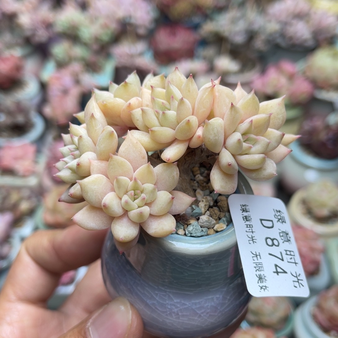 874 璀璨 带盆土发货 满28包邮 没覆盆 
