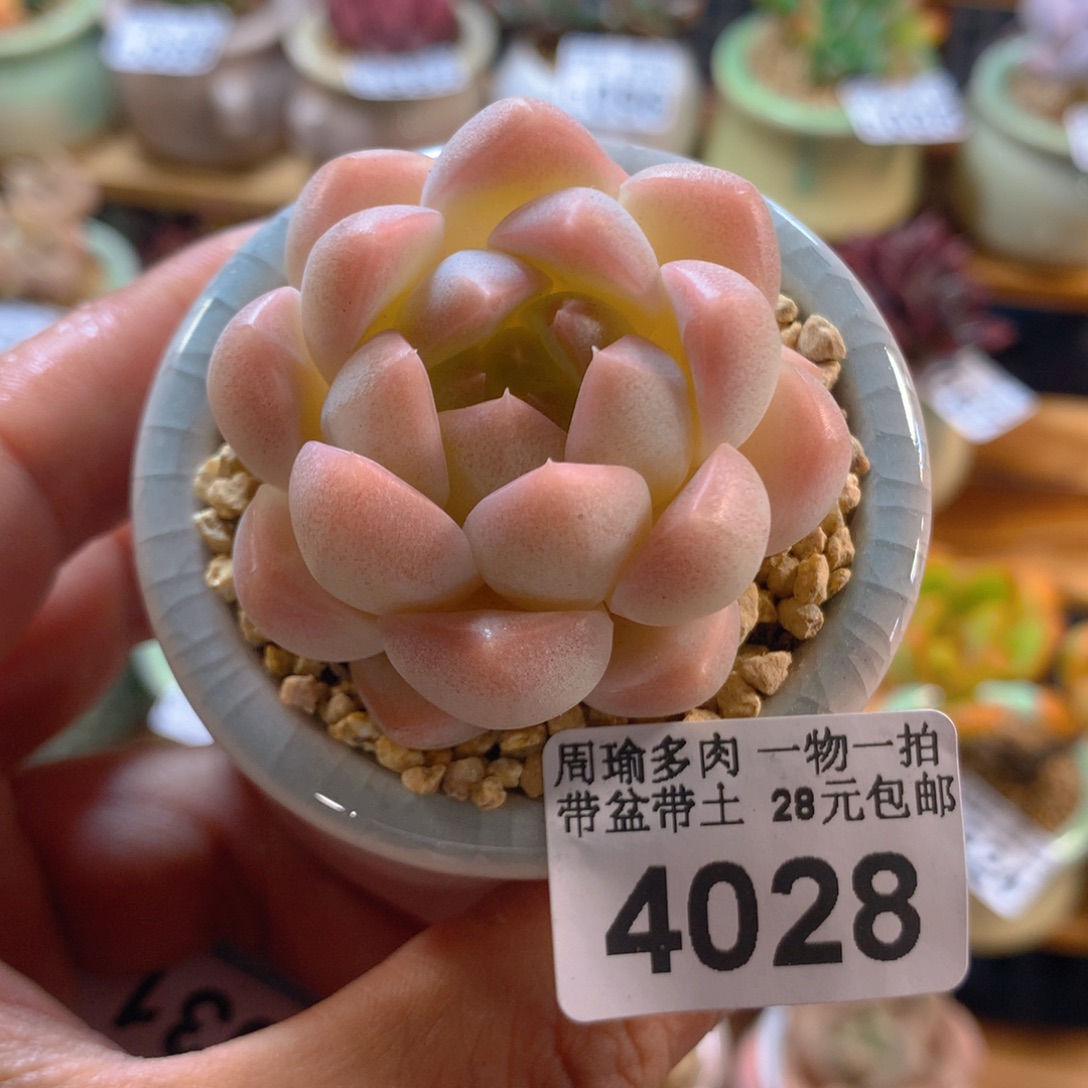 精控多肉植物4028