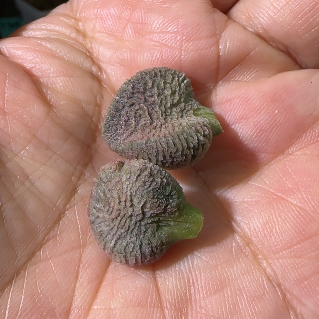 编号035叶片2个，发发发