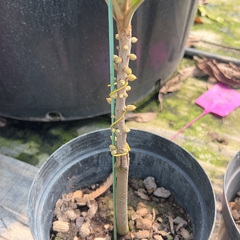 246896322367陇**脚