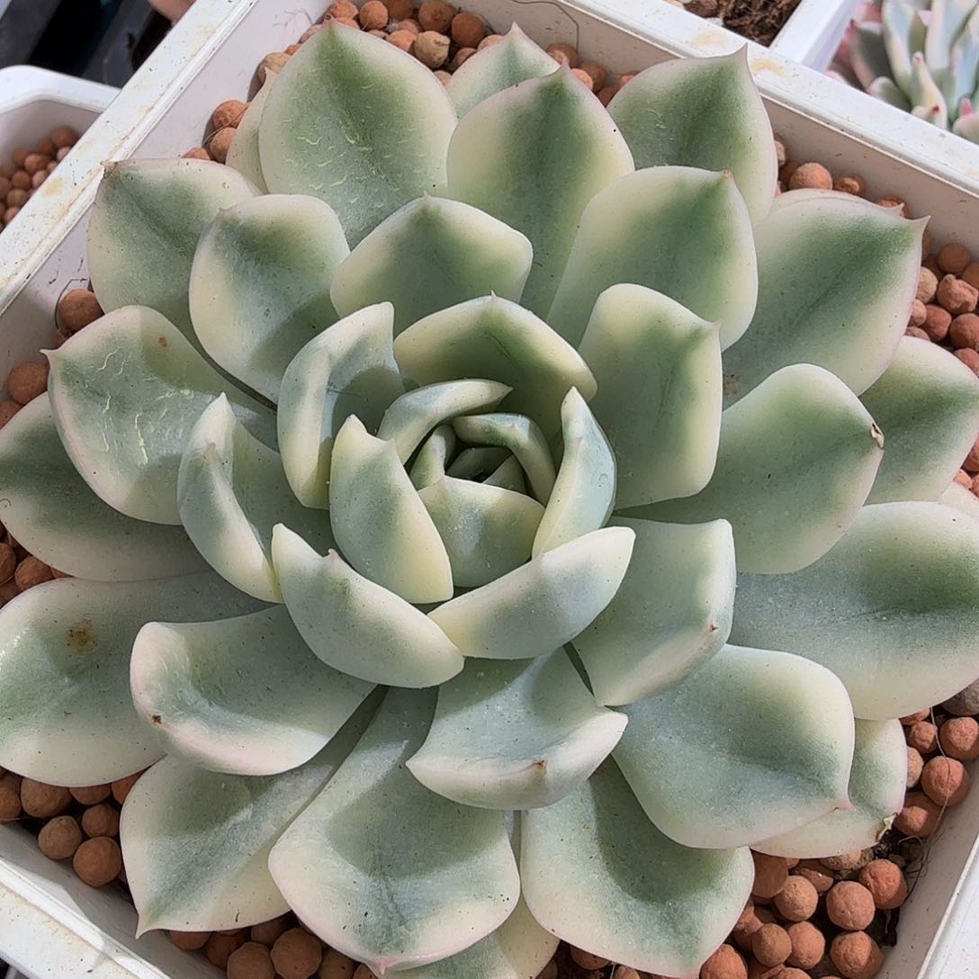 月亮仙子锦，多肉植物