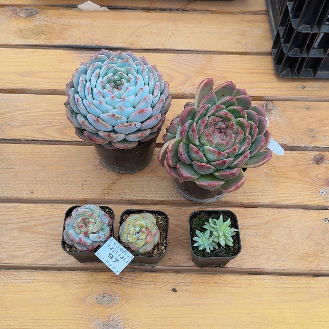 8***01213-97组合五颗a