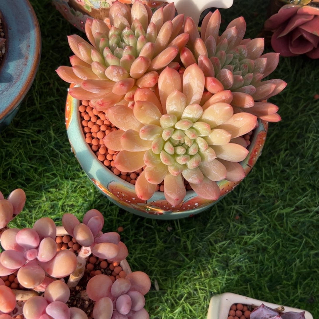 雪***云三头百搭翡翠多肉植物