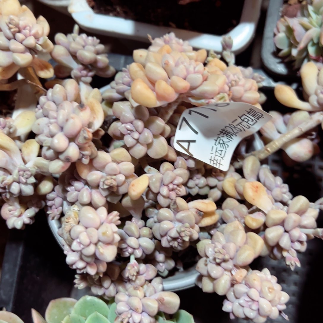 幸运的是我的朋友