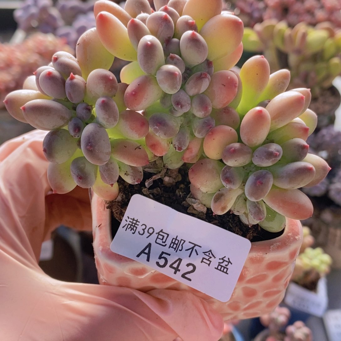 四代苹果奶缀9cm542多肉植物