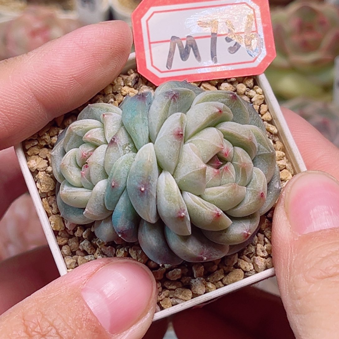 M736一物一拍 雪绯