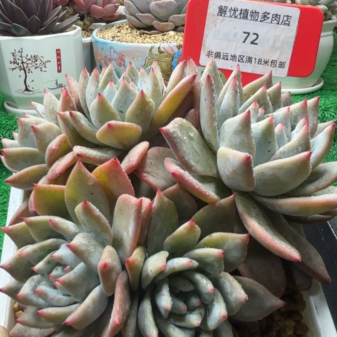 解忧多肉植物编号72