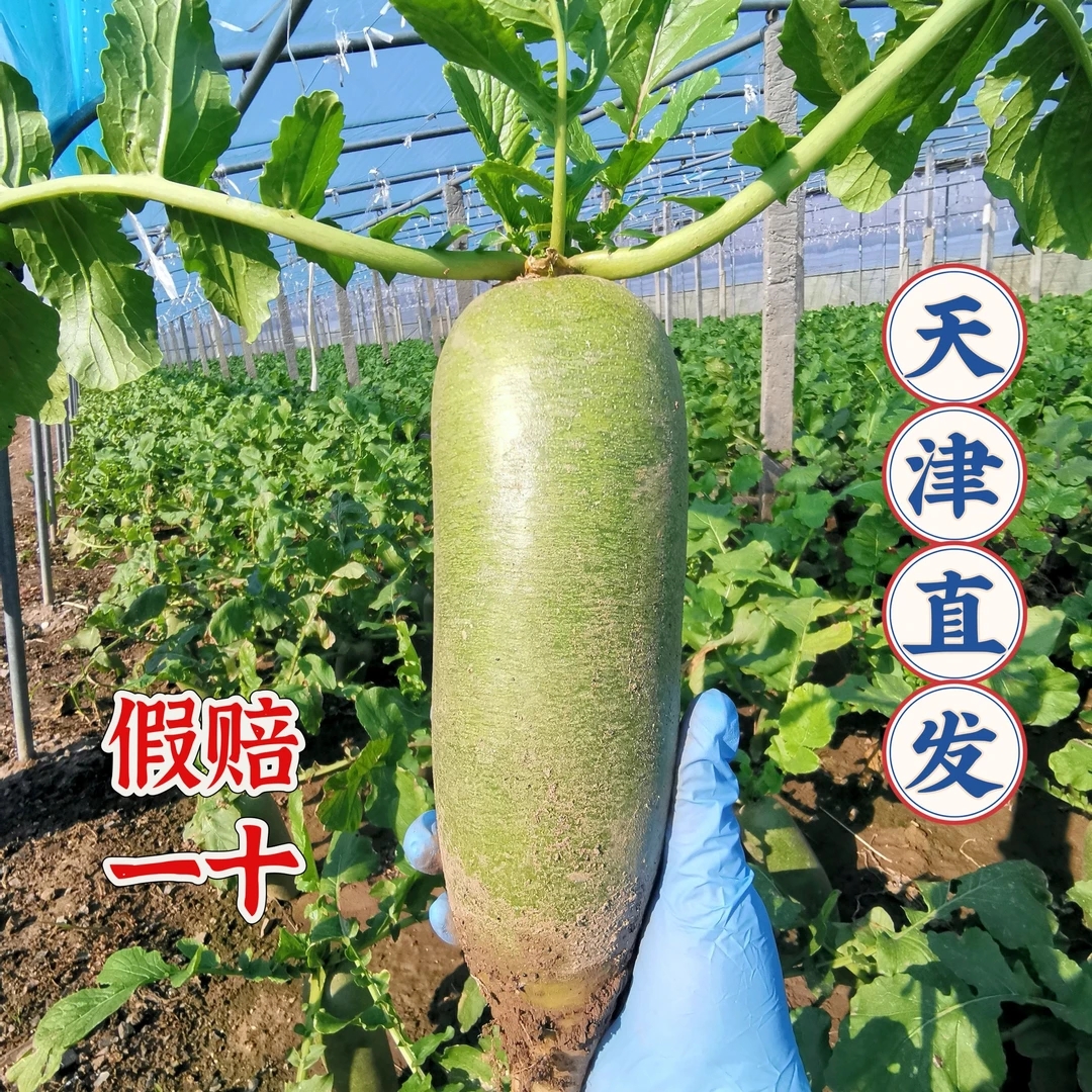 天津正宗沙窝水果萝卜生吃脆甜多汁现拔现发产地直发新鲜