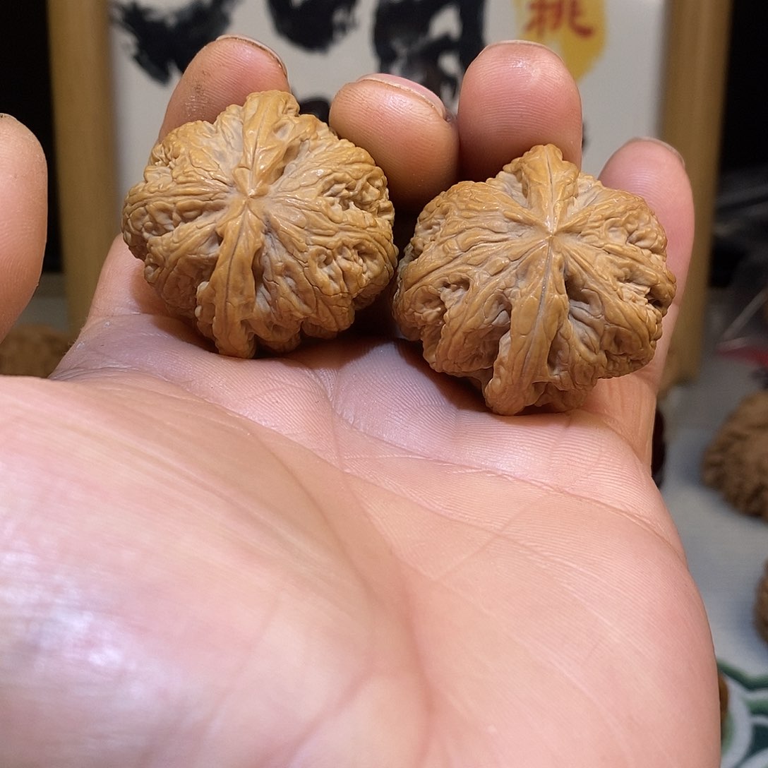 文玩核桃把件37尺大粗筋