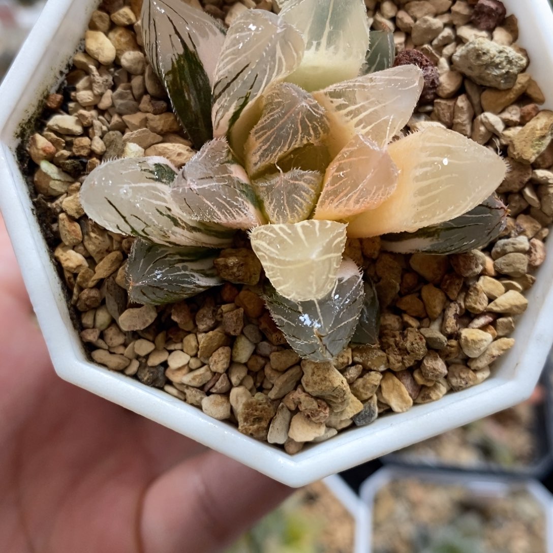 完全开放725实生玉露锦