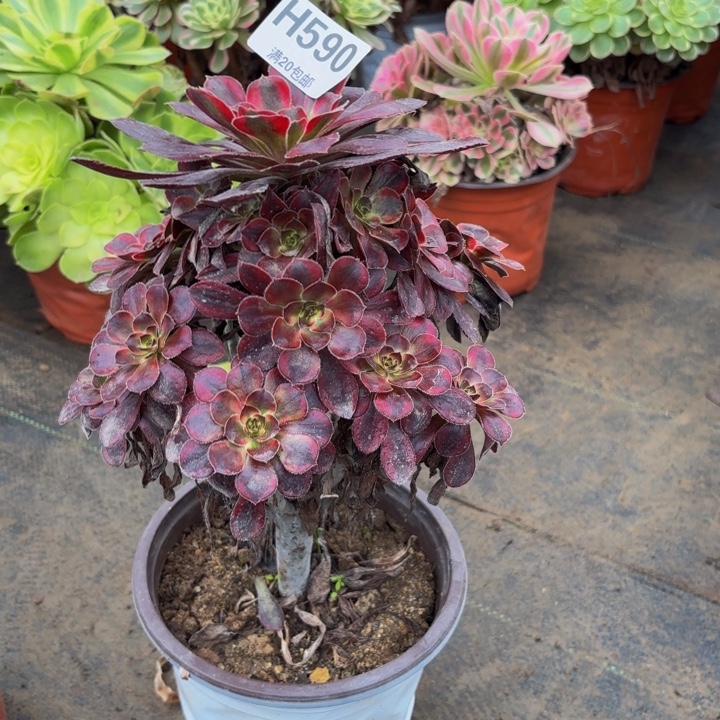 瑞妈多肉园艺590香