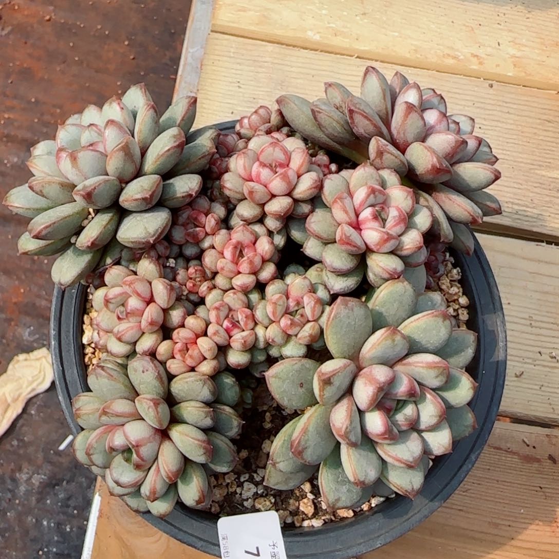 葡萄无砍，7124多肉植物