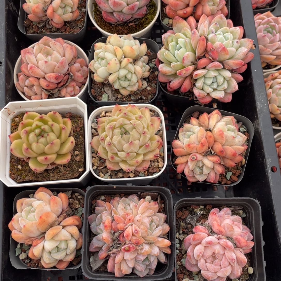 多肉植物十二个十二个精品154