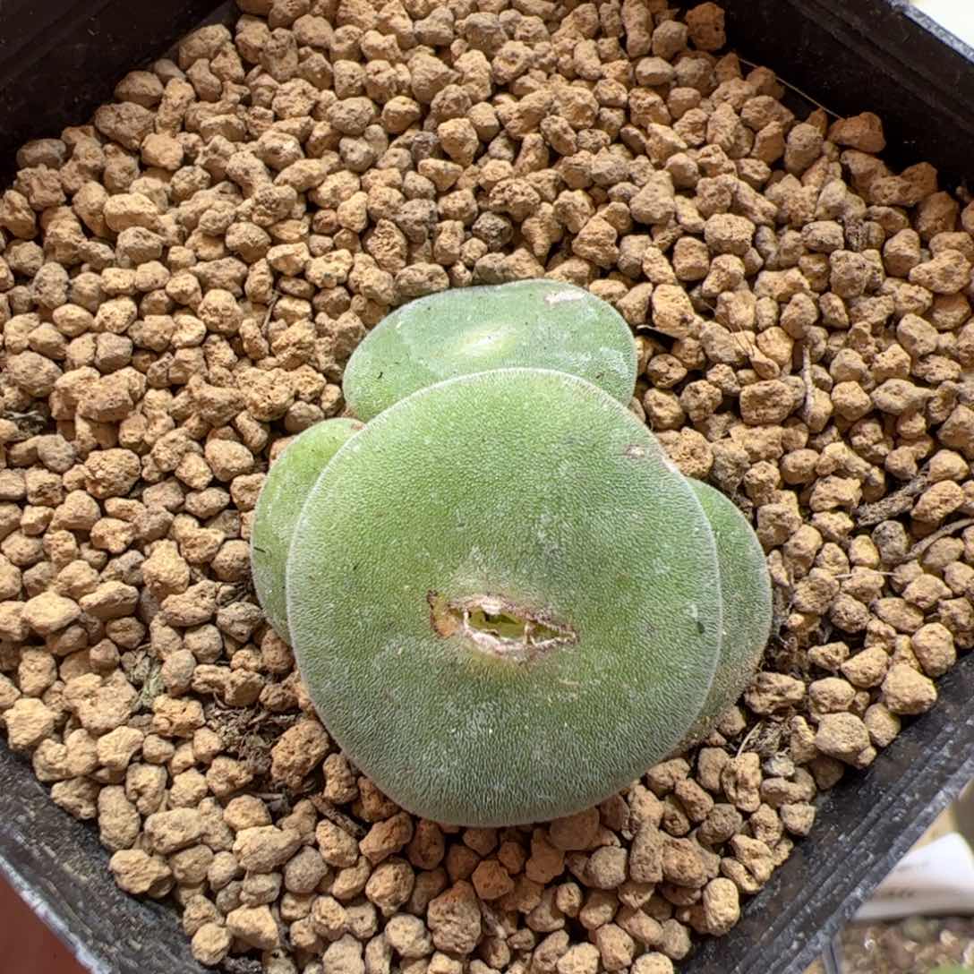 【闪购商品】219 四头