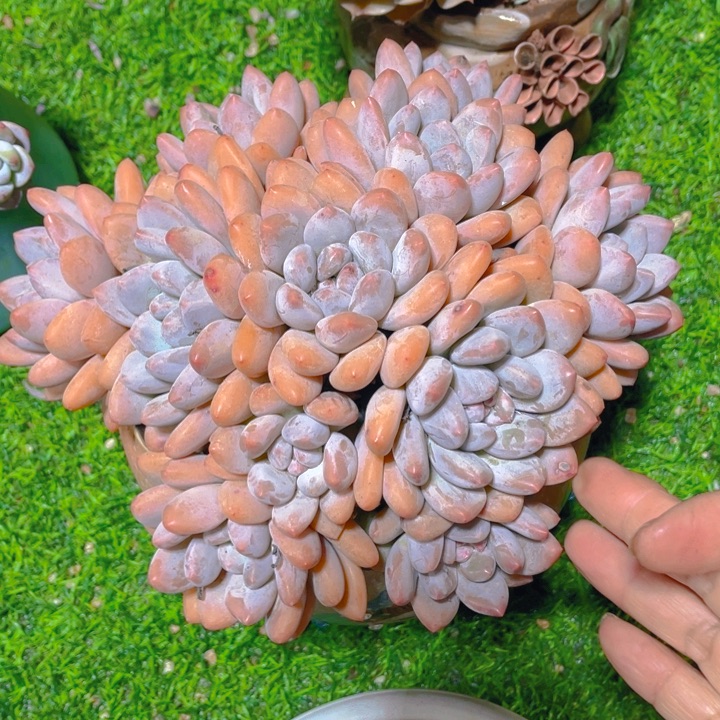 谢谢你的支持00000078