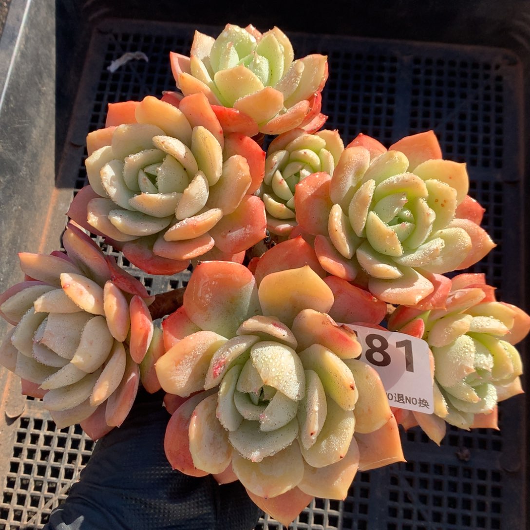 恋曲  681号新疆西藏内蒙古不包邮的