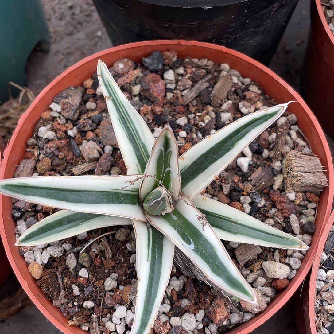 冰山开场福利不含芽