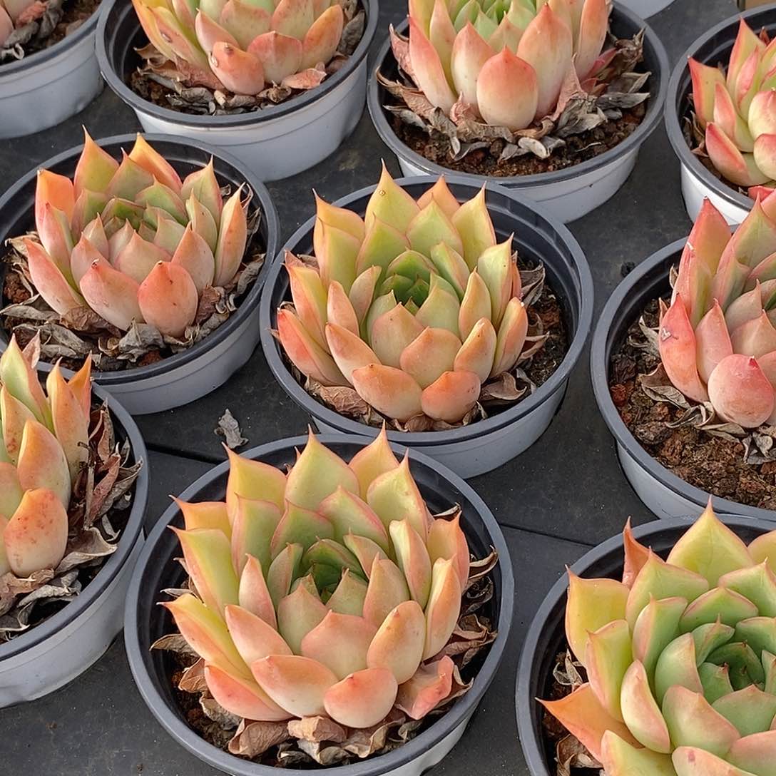 金汇园艺，88宝莲灯