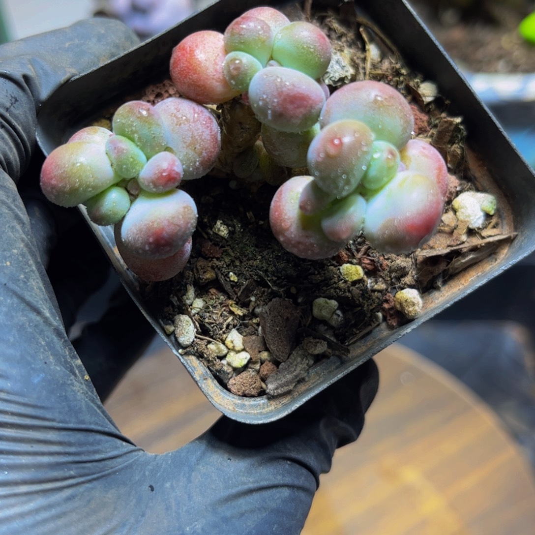 814苹果奶酪6厘米多肉