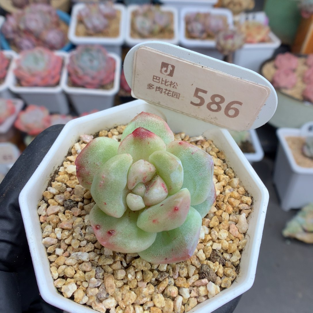 586 冰玉石化多肉