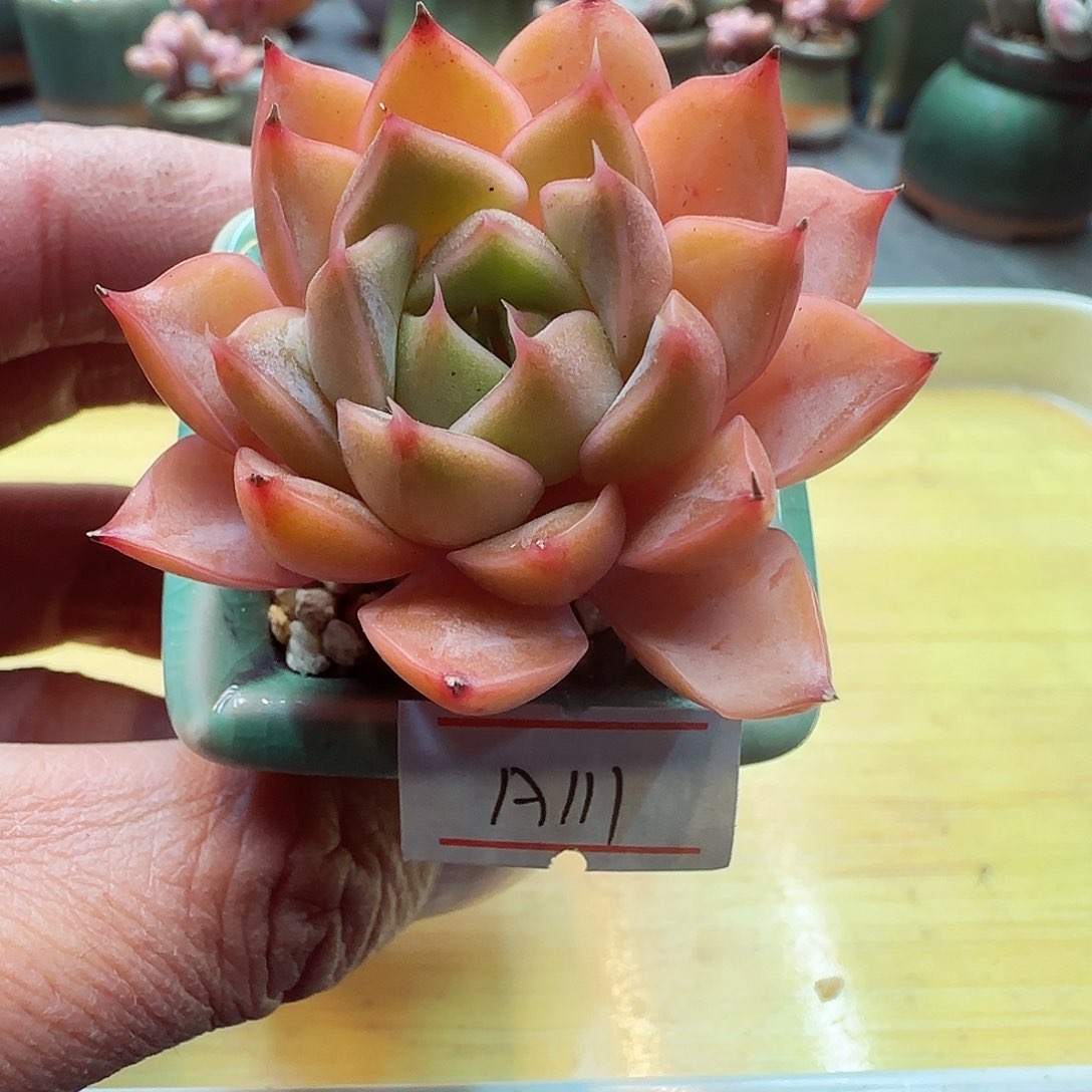 小暖萌友会福利A111