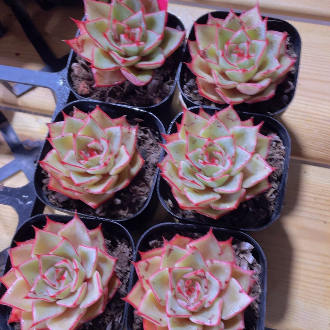 244号 睫毛新品一颗