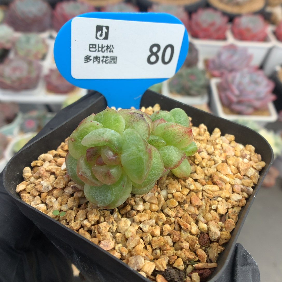 80 珍妮石化多肉多肉