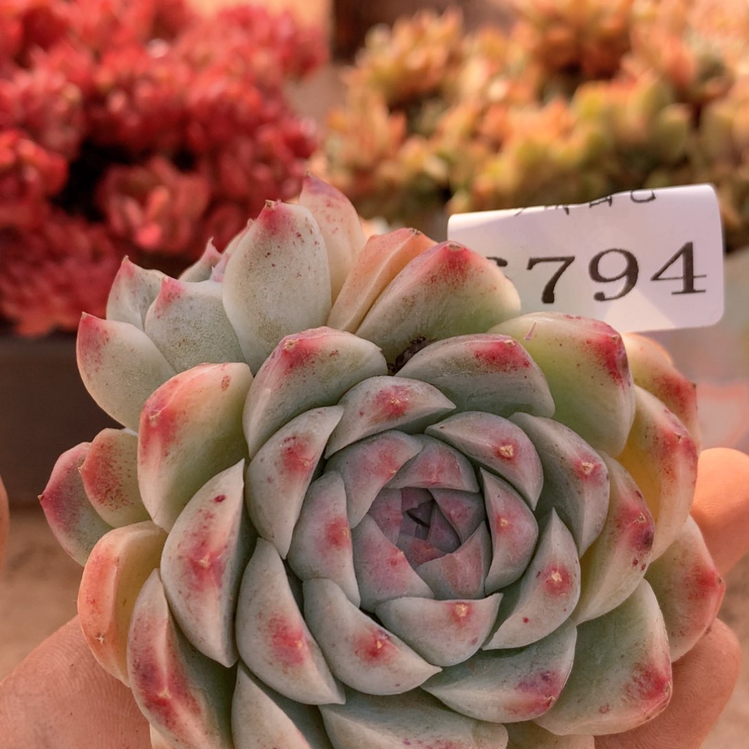 6794杂交多肉植物