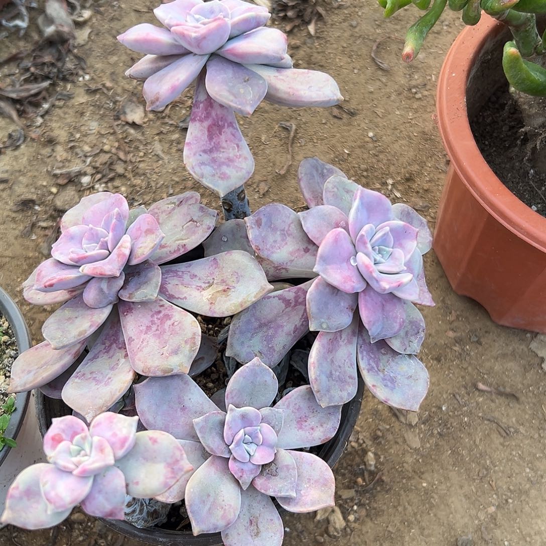 多肉植物鹅肝紫乐