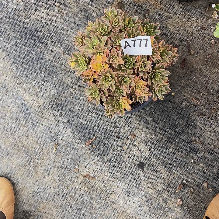 钿****奶777甜茶福利