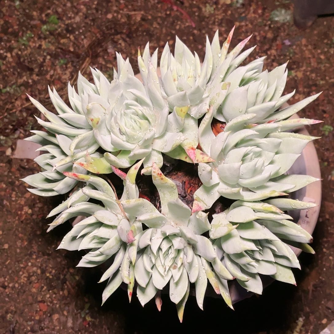 9591苹果雪山多肉