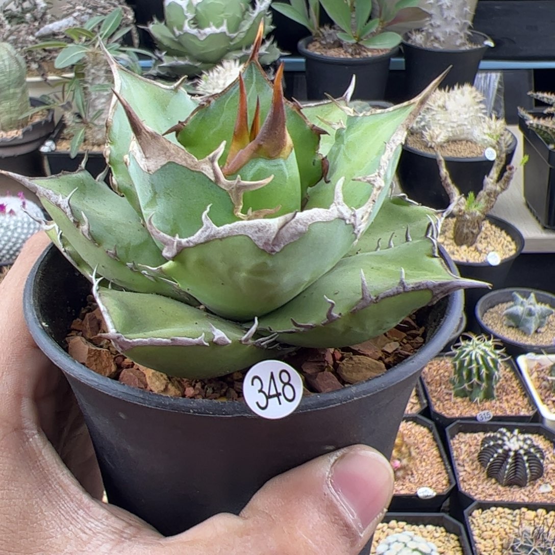 太阳神龙舌兰一物一拍348