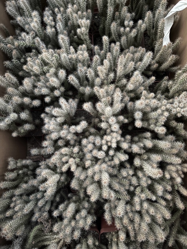 满18包邮（松鼠团扇）1颗 福袋