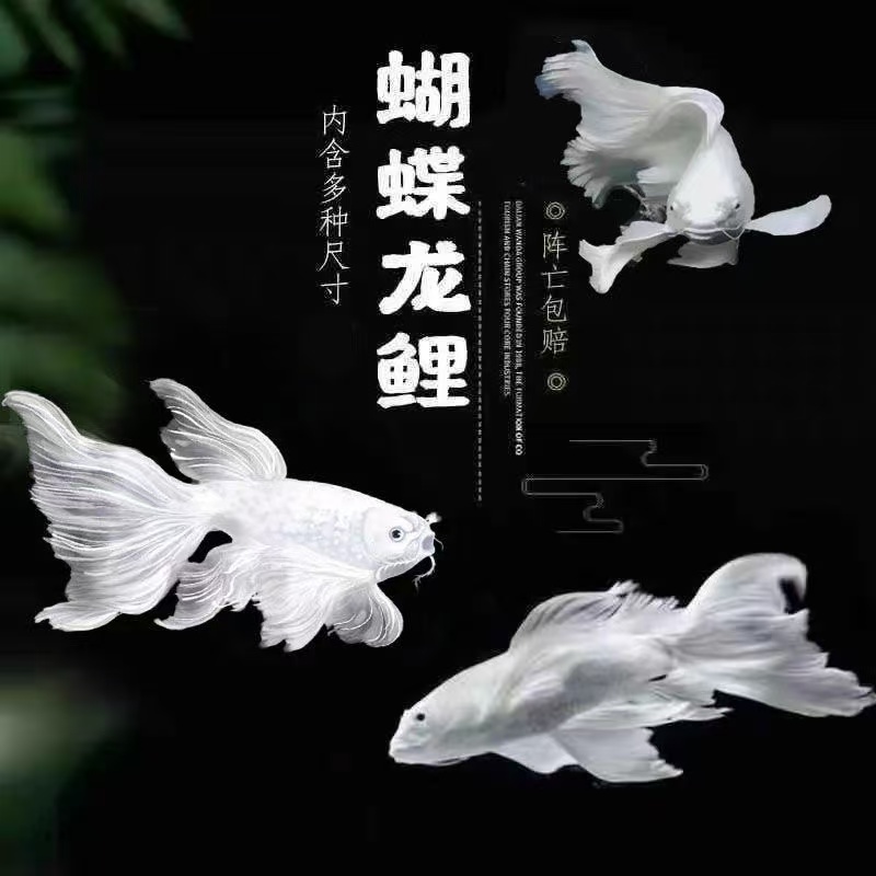 精选龙凤黑白黄锦鲤观赏鱼大鳍大尾冷水好养耐活C
