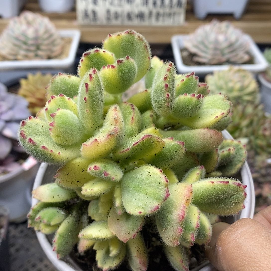 0845 白熊自然群