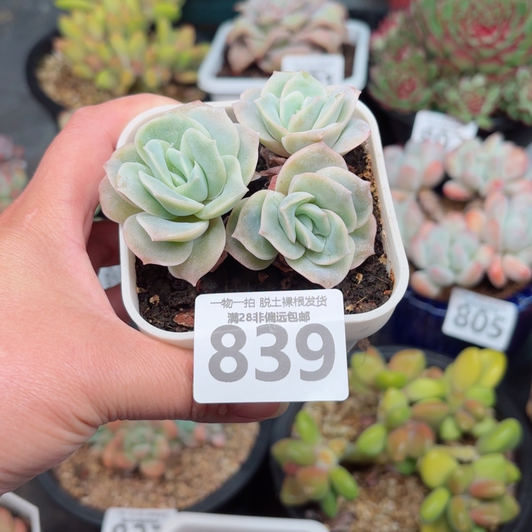 可爱玫瑰无盆土发货