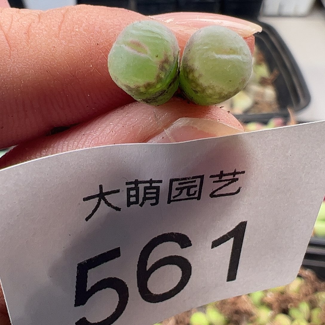 一物一拍。      561