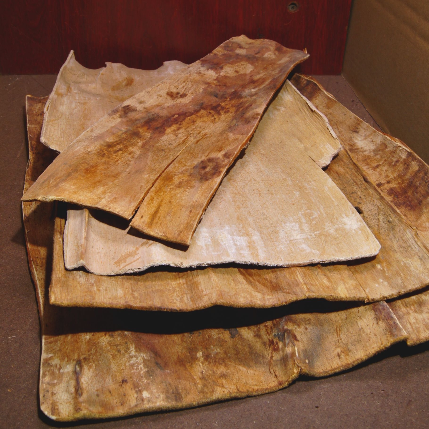 紫杉树皮 内含紫杉醇【阿豪精选】