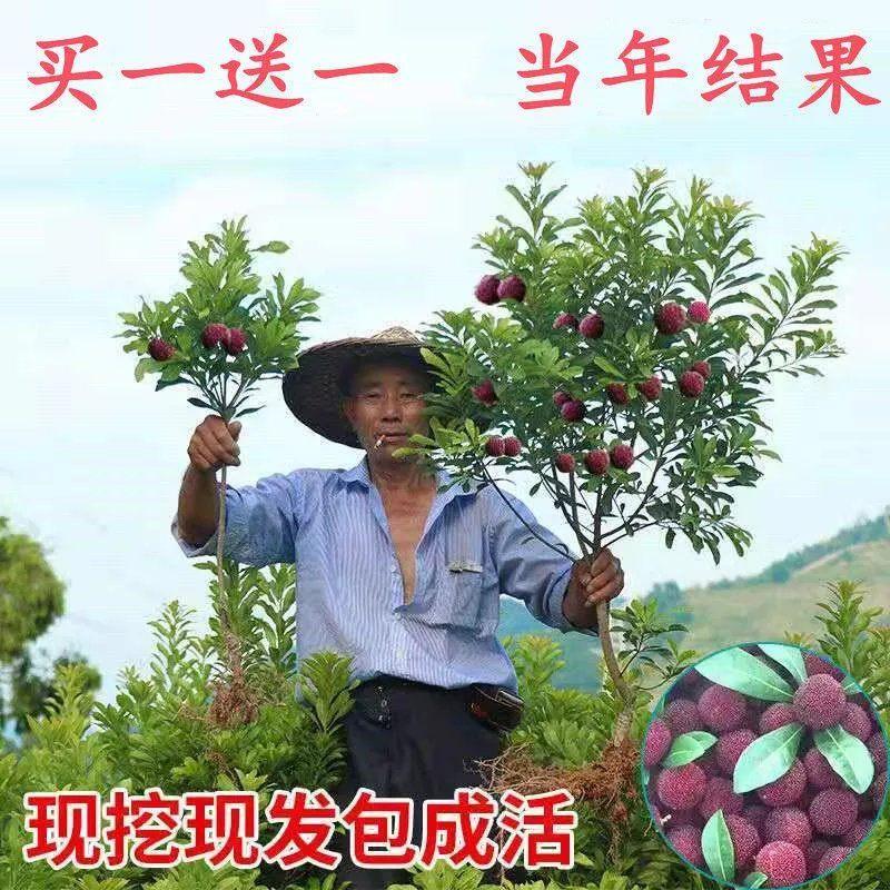 嫁接东魁杨梅树苗南方北方种植果树苗盆栽地栽当年结果杨梅苗