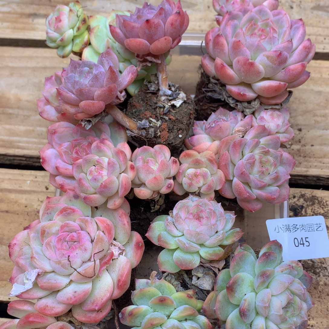 我要去看你了哦045