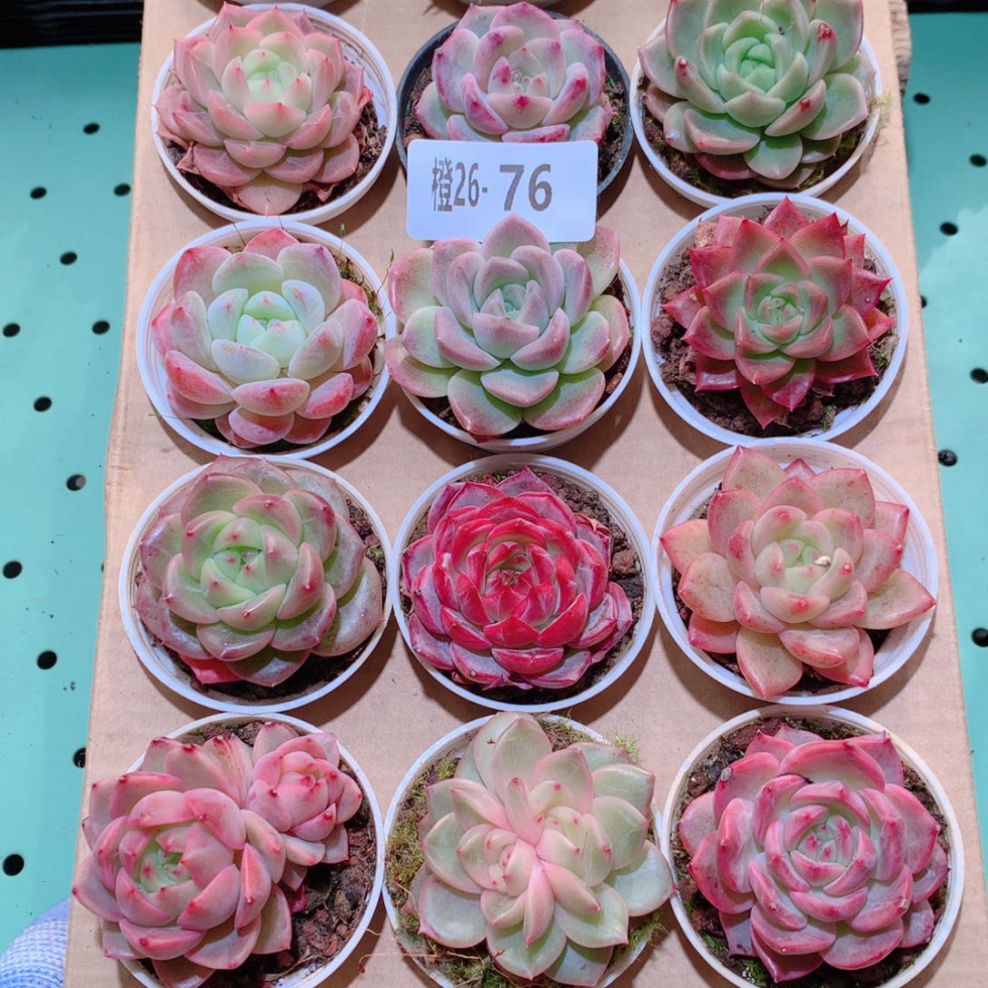 26-76一物一拍多肉带盆18颗